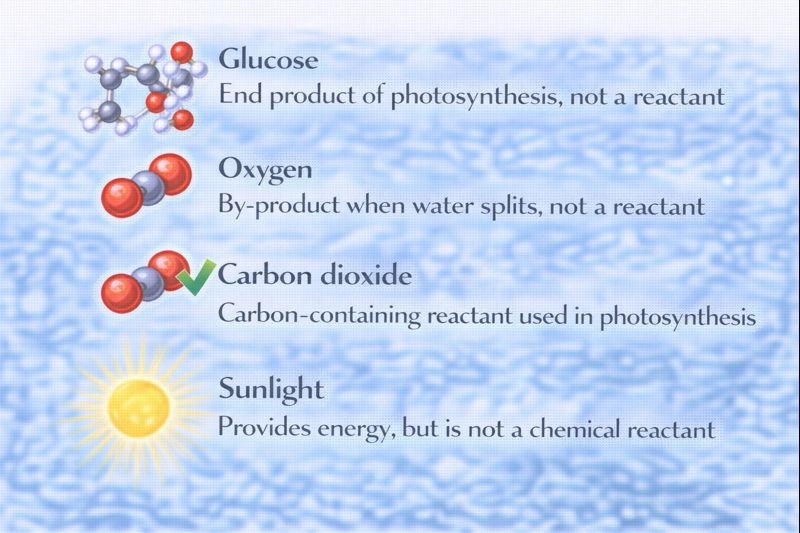 Which is a reactant in photosynthesis?