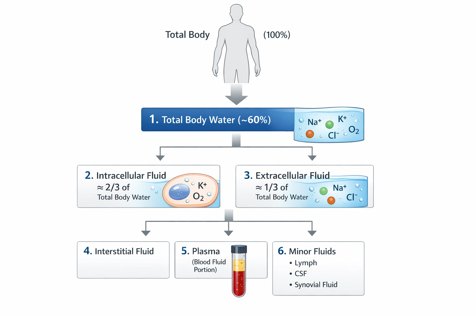 Body fluid is primarily