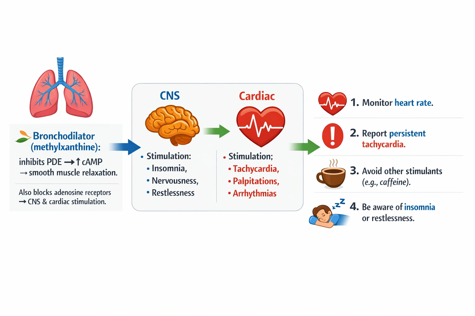 A nurse is giving discharge instructions to a client who is beginning theophylline. The nurse tells the client that this medication might cause the following adverse effects?