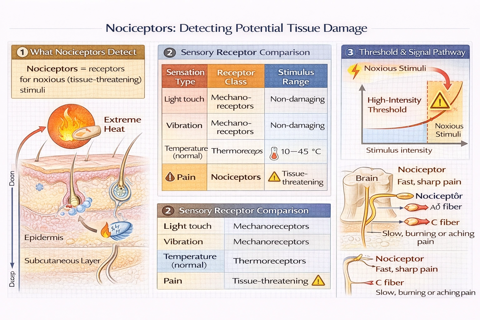 Nociceptors detect which of the following?
