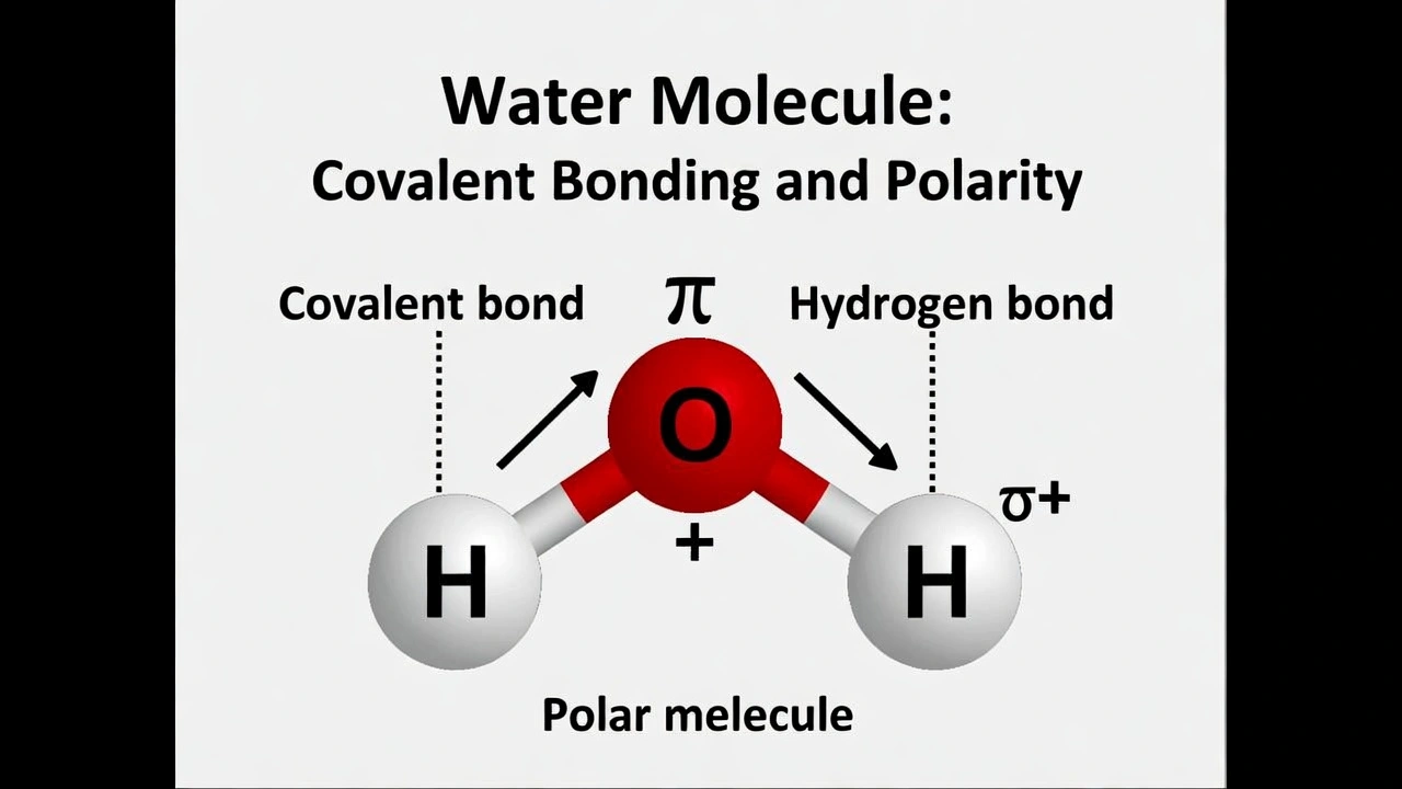 What type of chemical bond connects the oxygen and hydrogen atoms in a molecule of water?