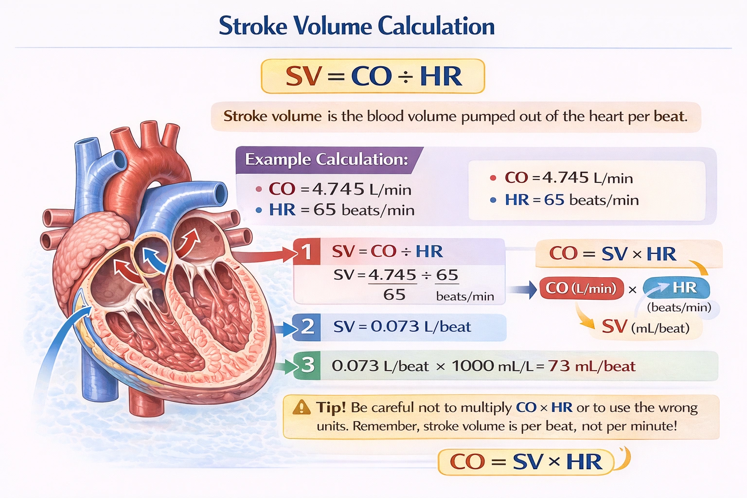 An individual at rest has a cardiac output of 4.745 liters/minute with a heart rate of 65 beats/minute. What is his stroke volume?