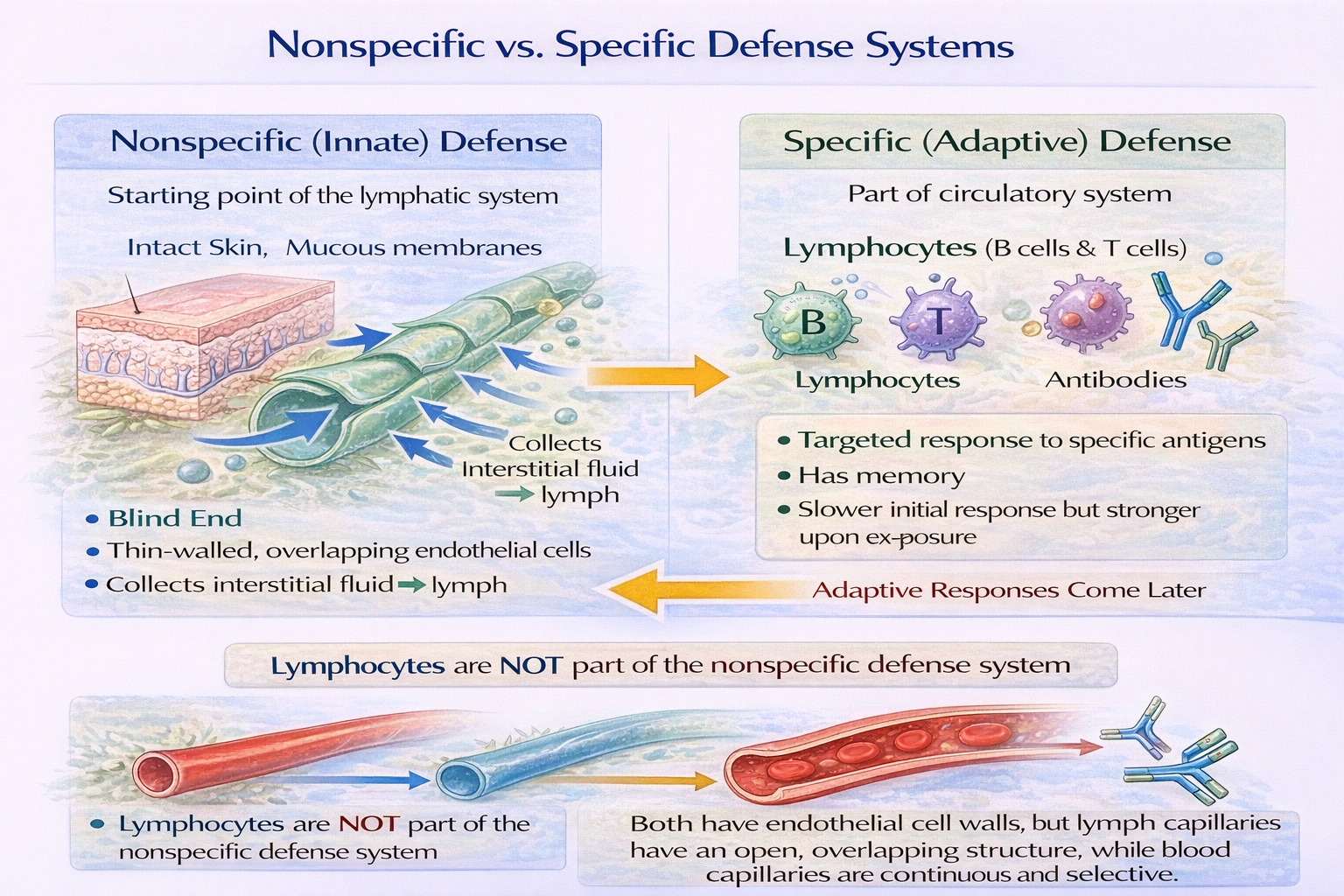 Which of the following is NOT a part of the body's nonspecific defense system?